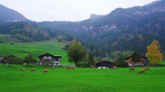 瑞士农村的牛场