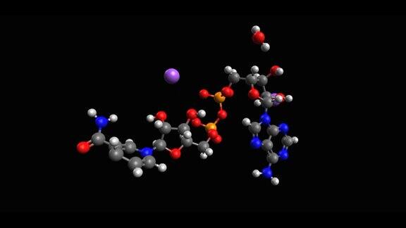 烟酰胺腺嘌呤二核苷酸(NADH)还原形式的动画骨骼三维模型