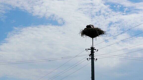 鹳坐在一个支柱上的高电压电线在天空的背景上的巢