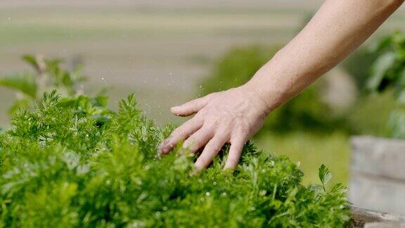 用手抚摸新鲜的欧芹植物