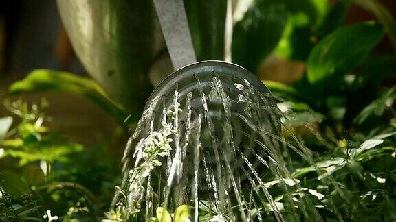 给花园里的植物浇水