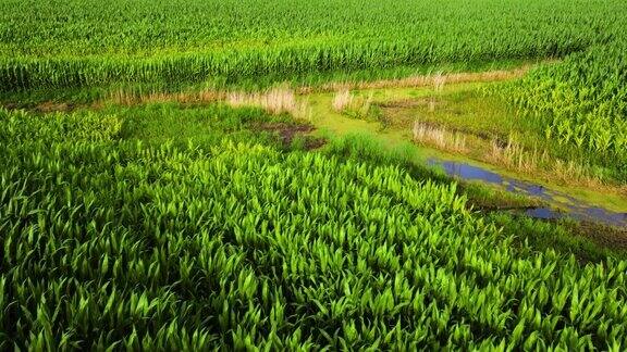 沿着浅水河边生长的玉米田的空中景观