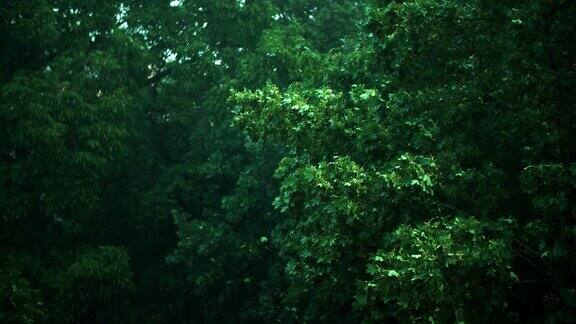 雷雨中的枫树