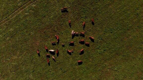 航拍的奶牛在绿色山脚下的高山草甸上吃草