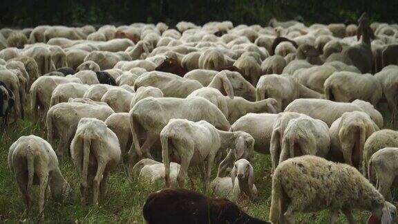 一大群羊