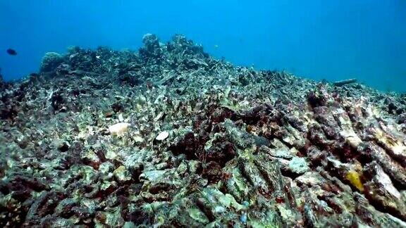 白化破坏脆弱的珊瑚礁生态系统特写