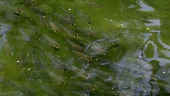 大群亚洲鲤鱼在水中