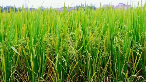 中国的稻田