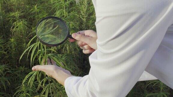 科学家用放大镜观察大麻地里的CBD大麻植物