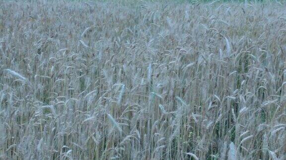 麦田的小麦小穗