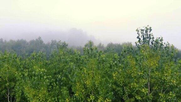 顶观美丽的绿色自然清晨与晨雾