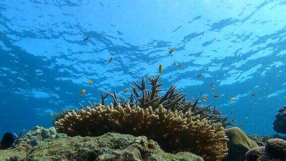 热带气候岛的水下碧水珊瑚礁和鱼群的抽象背景