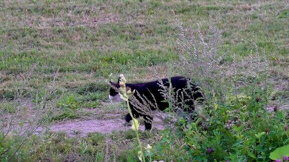 草坪外有一只白眼睛的黑猫