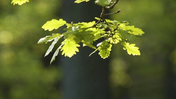 新鲜明亮的橡树叶春天在树林里萌芽