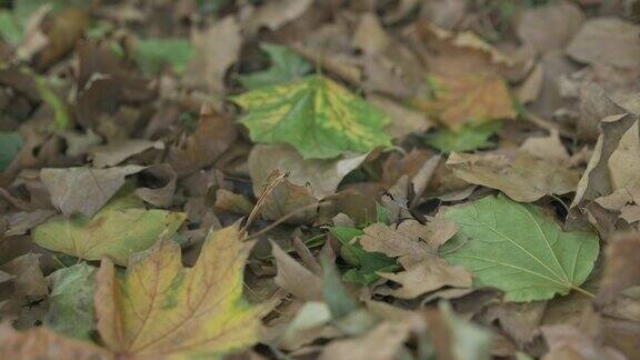近景秋色枯黄的落叶躺在地上自然秋天背景镜头在树叶上方向前移动