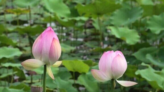 在冲绳那霸的一个公园里盛开的莲花