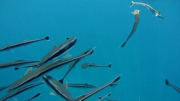 一群在水下吃东西的雷莫拉鱼印度洋马尔代夫