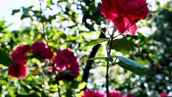 阳光明媚的日子里一朵红玫瑰