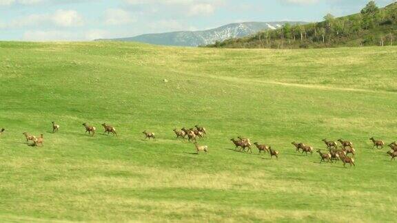 在蒙大拿州博兹曼附近的麦迪逊山脉内一群麋鹿奔跑在西班牙峰春天绿色的山麓
