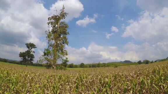 泰国的景观玉米田