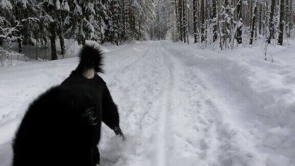 日落时分哈士奇在雪地里奔跑