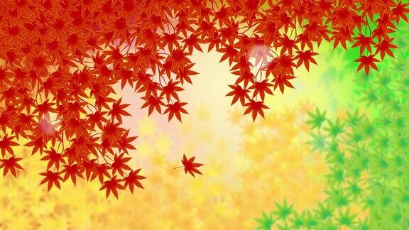 日本秋枫蓝色的枫红色的枫黄色的叶子演示视频