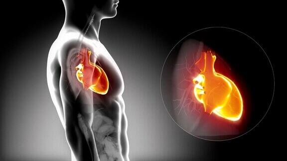 详细视图-男性心脏x线解剖