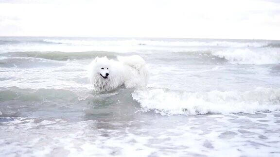 可爱的萨摩耶狗正在海里玩海浪Slowmotion拍摄