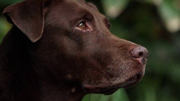 近距离观察家中的棕色拉布拉多寻回犬