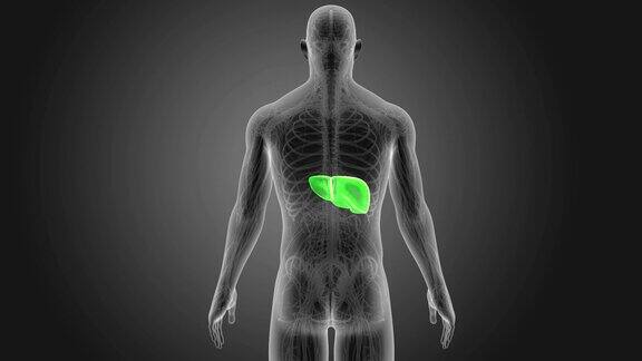 肝脏有循环系统
