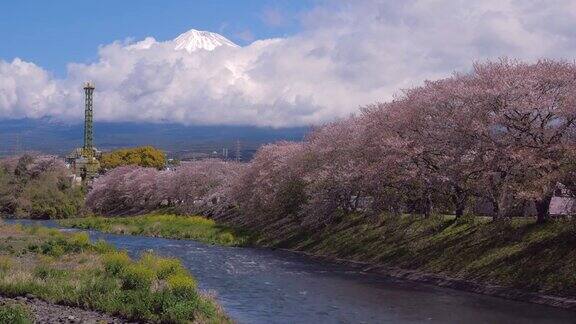樱花在日本富士山盛开