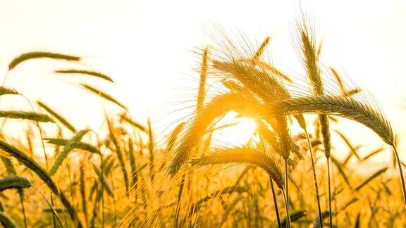 MSDS大麦秸秆在日落