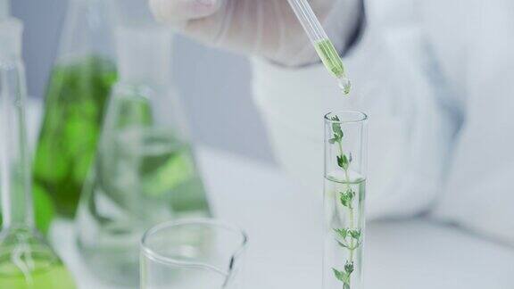 绿色的试剂和植物一起被移入试管中