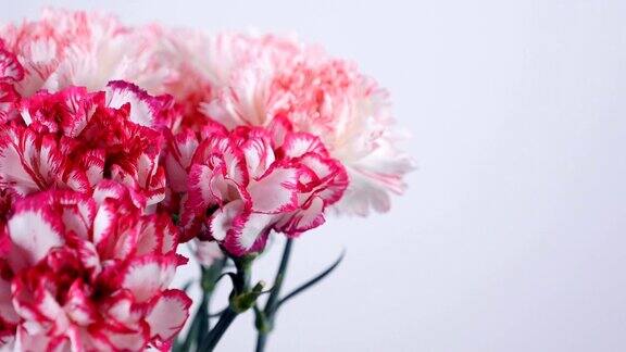 特写鲜花花束旋转花卉组成由淡粉色的土耳其康乃馨