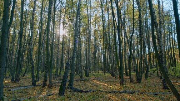 阳光透过树林和树木在秋天的森林景观间隔拍摄