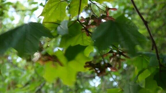 风吹着种子的枫树枝宏碁platanoides静态摄像机高清视频素材拍摄