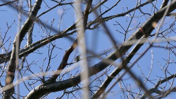 黑喉绿莺栖息在蓝天的树冠上
