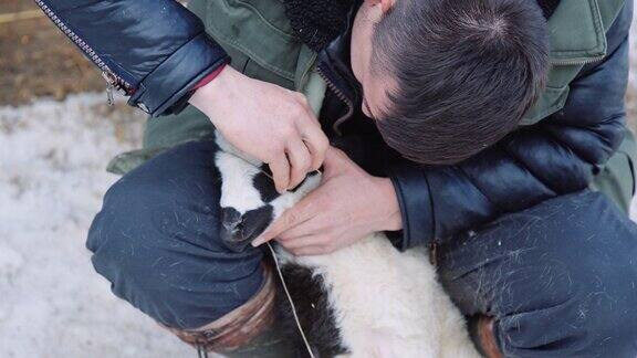 羊养殖年轻的农民展示制作卷曲羊角的传统工艺