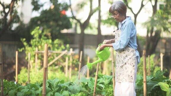 亚洲高级妇女灌溉和收获在有机家庭菜园
