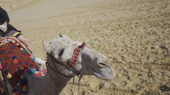 在埃及吉萨沙漠骑骆驼的两张照片