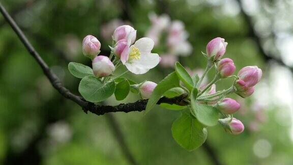 早春开花的苹果树苹果树上开着白色和粉红色的花