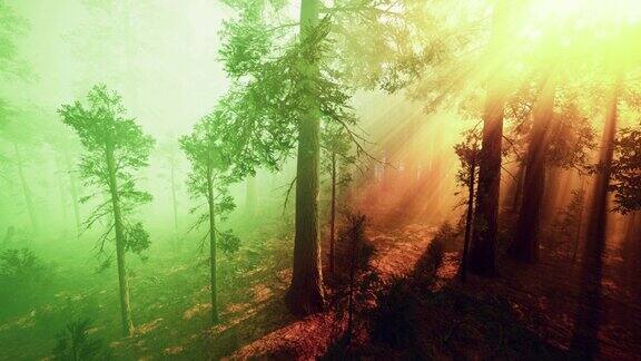 晨雾笼罩着巨大的红杉林