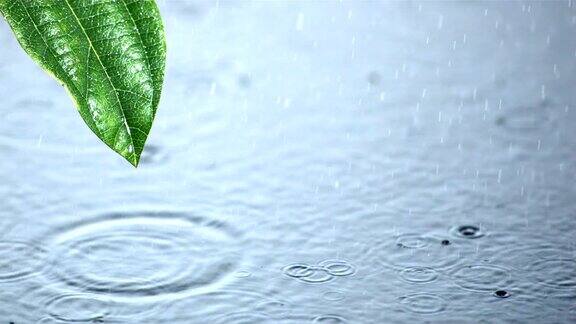 雨滴落在水面上从树叶上滑落