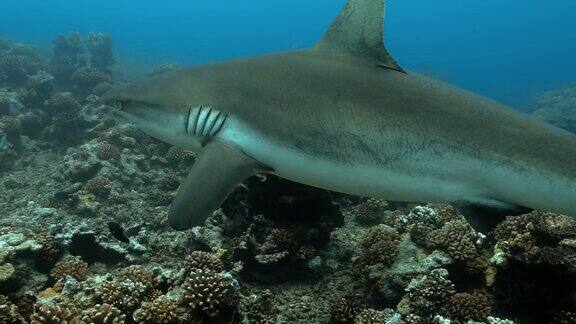 水下的灰色鲨鱼游泳在太平洋海中珊瑚礁附近有灰鲨鱼的海洋生物在清澈的水中跳水-4K