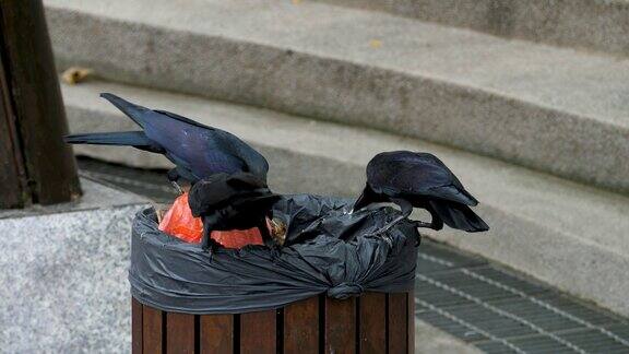 乌鸦坐在垃圾桶上在垃圾里寻找食物