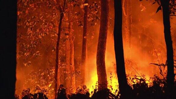 火灾森林之夜