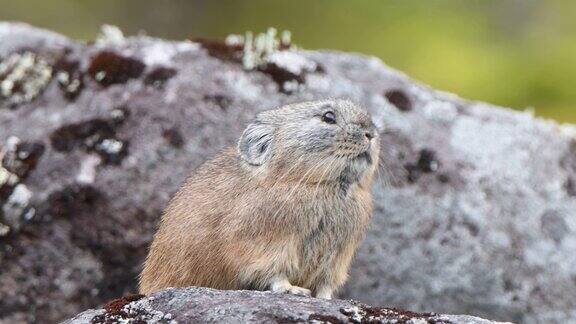 北海道鼠兔在岩石上吃草