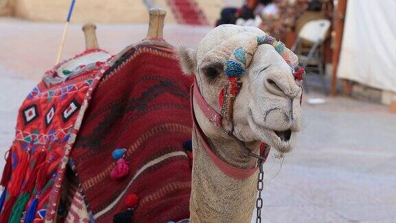 埃及沙姆沙伊赫古城供游客骑的骆驼