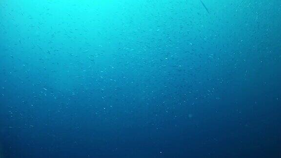 海底小鱼饵球-地中海潜水