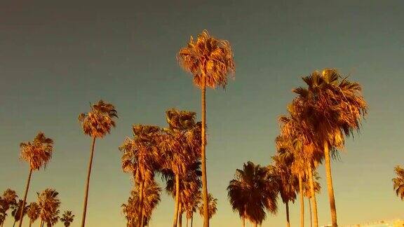 阳光下的棕榈树在天空中闪耀